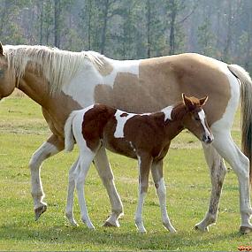 красивые лошади