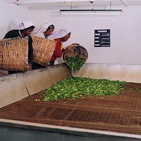 heritance-tea-factory-21