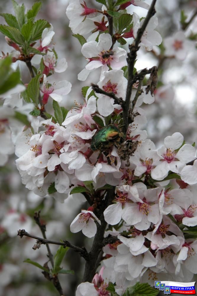 Серия Природа