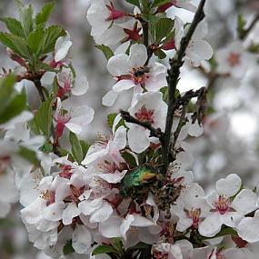 Серия Природа