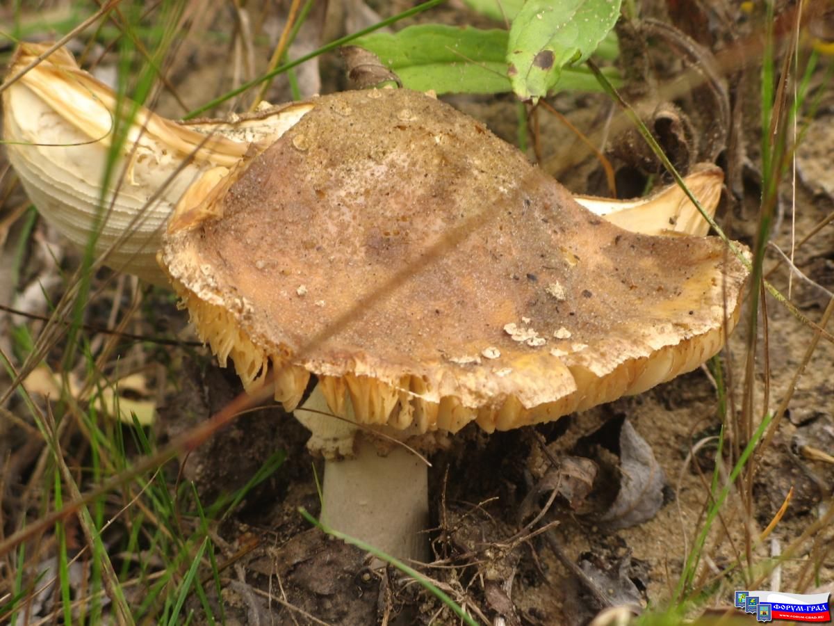 Серия Природа