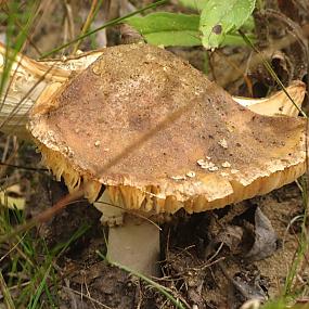 Серия Природа