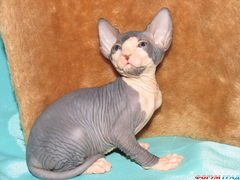 Канадский сфинкс