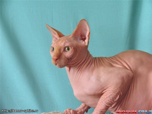 Канадский сфинкс