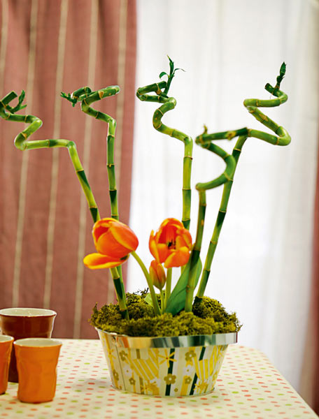 arranged-houseplants-03