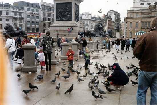 people-feeding-pigeons-in-trafalgar-square