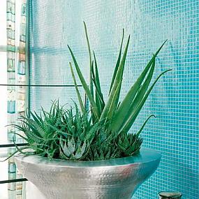 potted-plants-interior-05