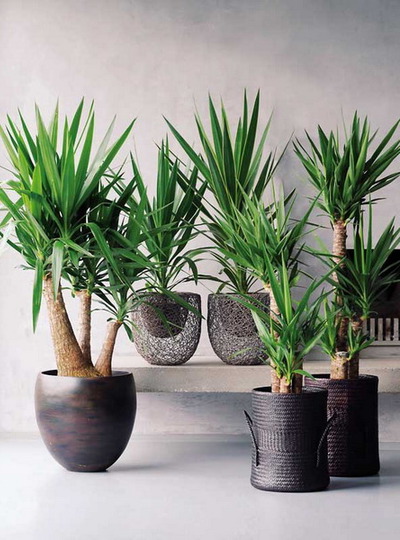 potted-plants-interior-06