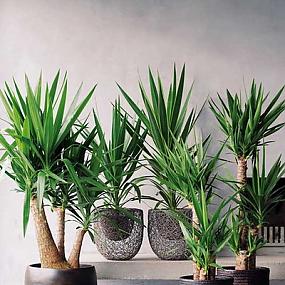 potted-plants-interior-06