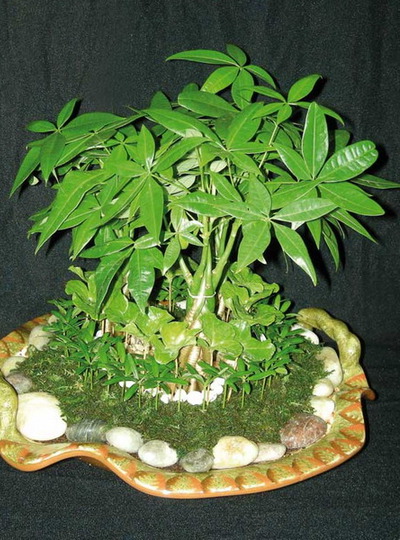 potted-plants-interior-07