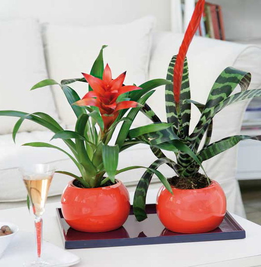 potted-plants-interior-08