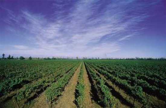 valle-del-maipo
