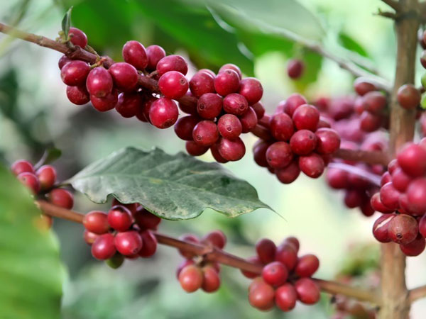 ripe-coffee-berries