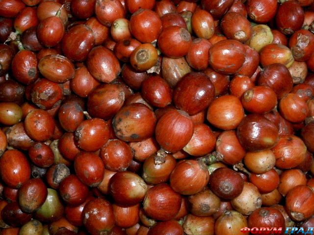 robusta