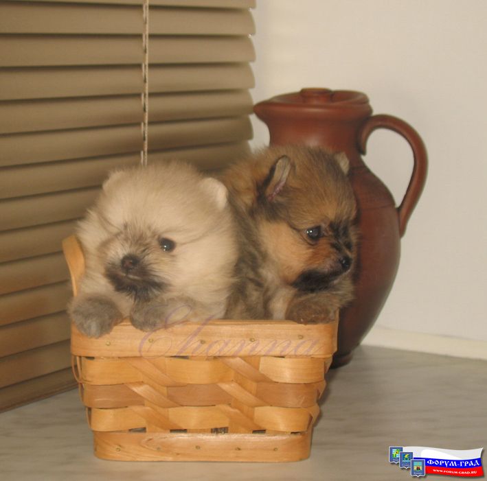 грибочки в корзинке