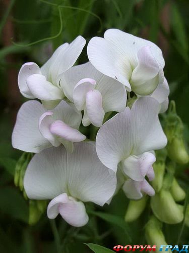 душистый горошек