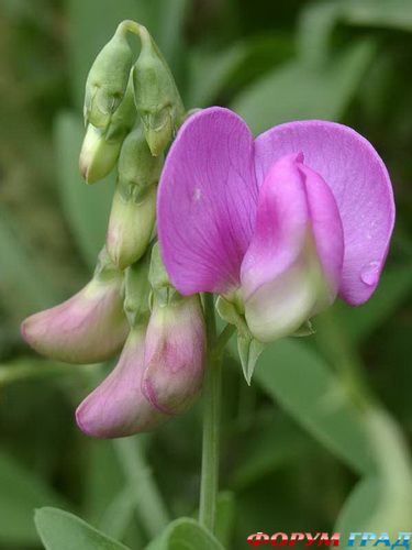 душистый горошек