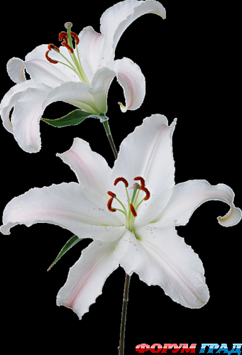 лилия