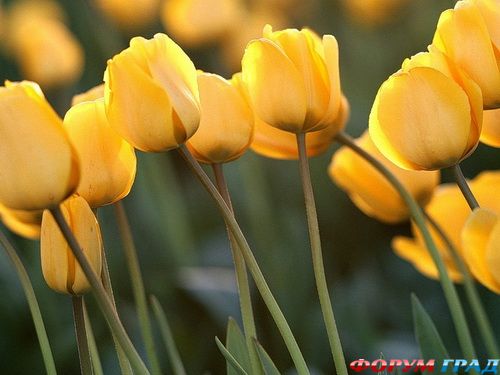 тюльпан