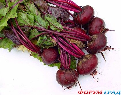 beet