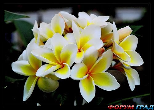 франжипани