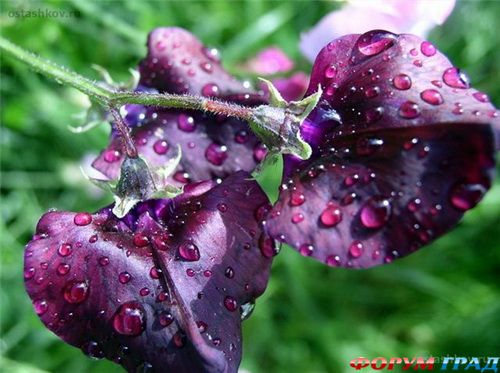 душистый горошек