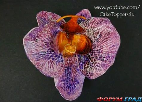 orchid felanopsis