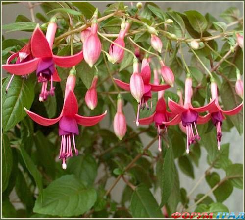 fuchsia