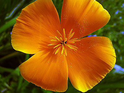 California poppy