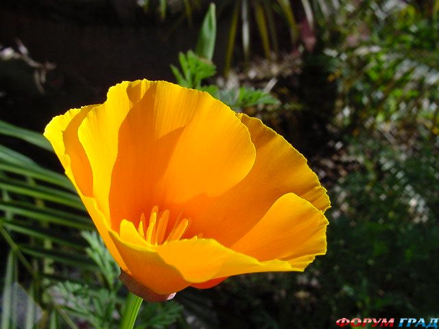 California poppy