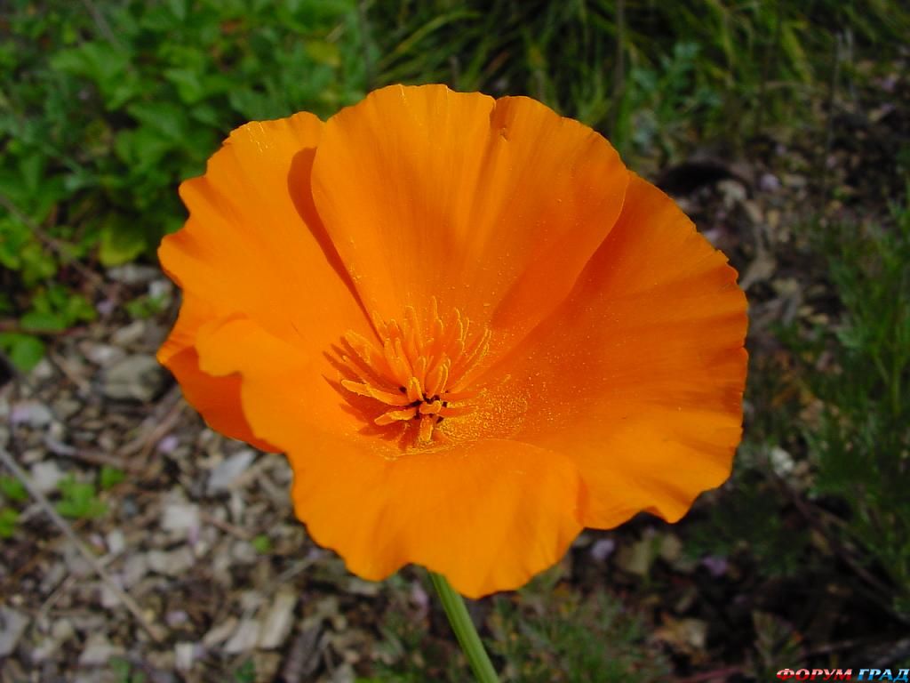 California poppy