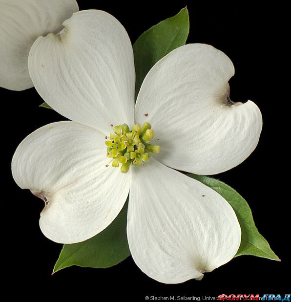 dogwood