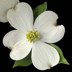 dogwood