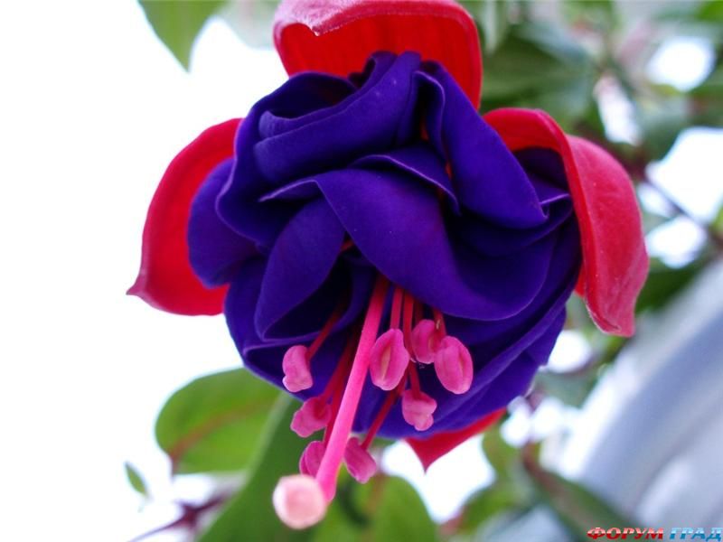 fuchsia