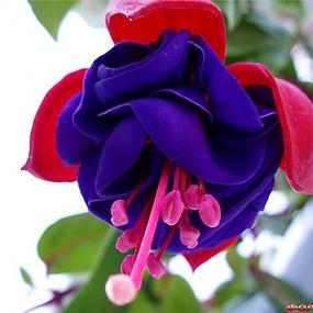 fuchsia