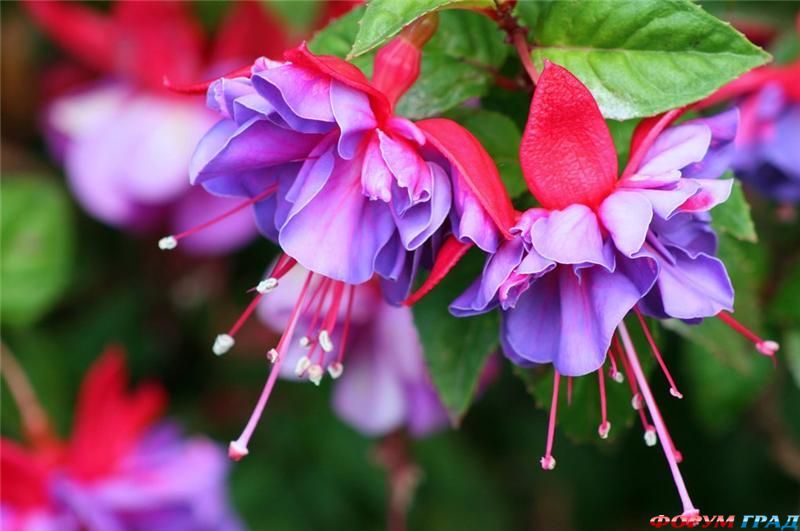 fuchsia