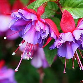 fuchsia