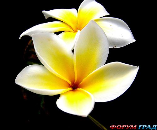 франжипани