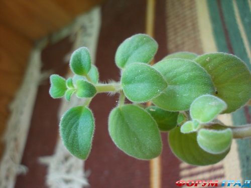 неведомые растения