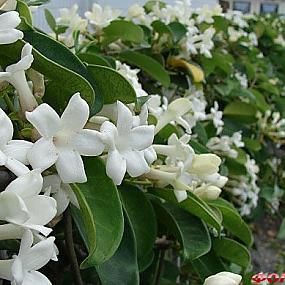 мадагаскарский жасмин