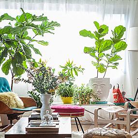 indoor-plants-003