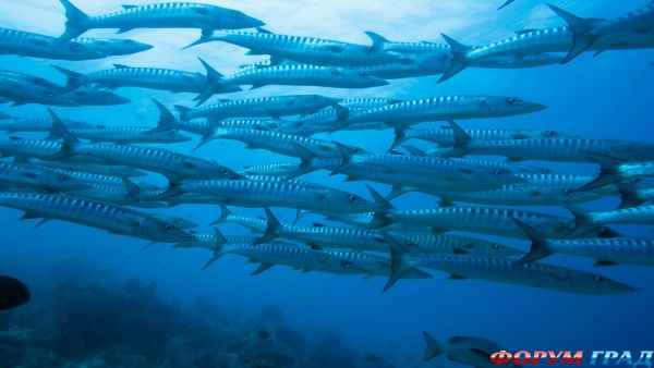 barracuda-diving-center