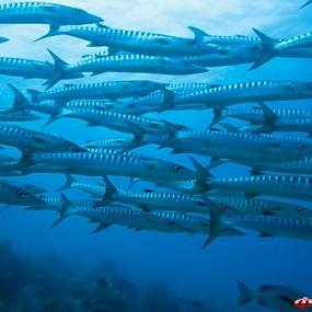 barracuda-diving-center