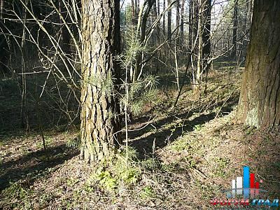 Луховицкий лес