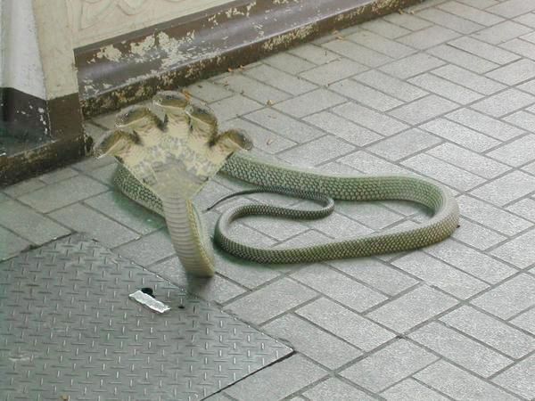 Пятиголовые змеи