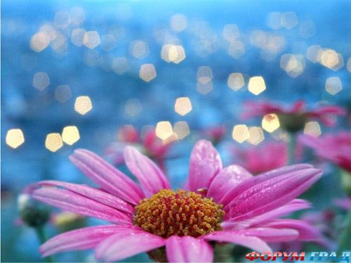 Техника Боке в фотографии