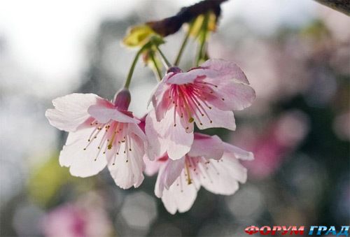 Техника Боке в фотографии