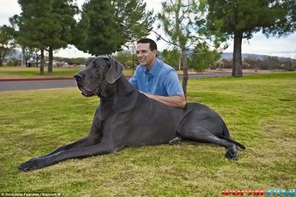 Dog