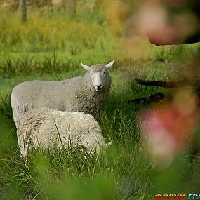 2 овечки в поле
