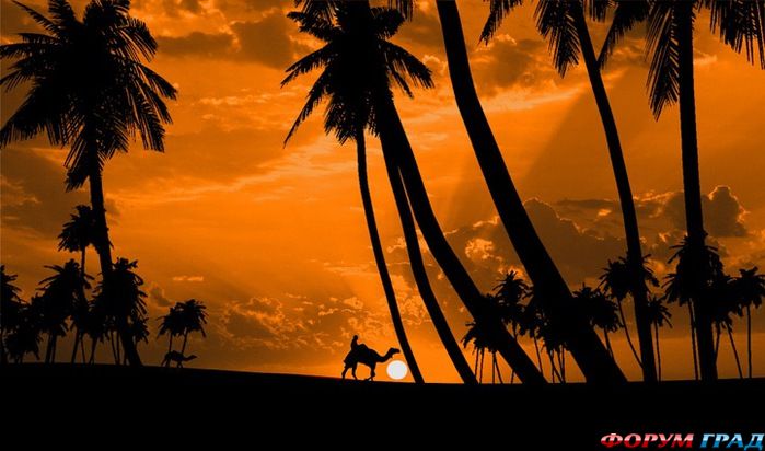 Siluetnye fotografii